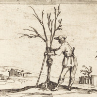 Potatura alberi da frutto