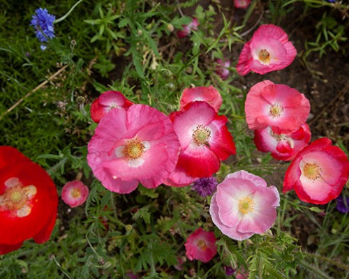 I fiori vi raccontano una storia 
