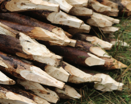 Epoca di Forestazione 2022
