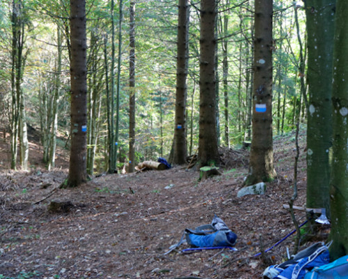 Presentazione della Forestazione 2019