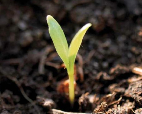 Orto e Giardino | 6 incontri teorico-pratici