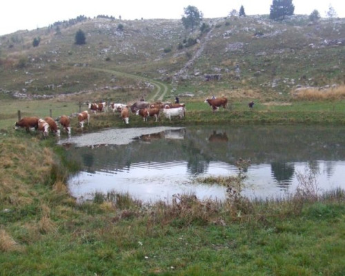 La transumanza