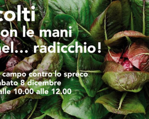 Colti con le mani nel… radicchio! in campo contro lo spreco