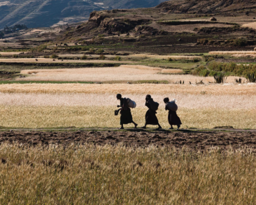Land grabbing (accaparramento di terre).