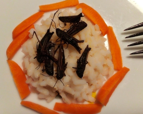 Il cibo del futuro