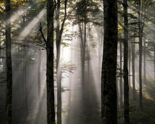 Forestazione 2024