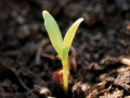Orto e Giardino | 6 incontri teorico-pratici