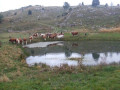 La transumanza