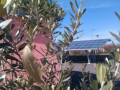 Progetto alberi per la scuola