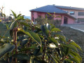 Orto Giardino | I Trigoni